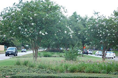 Beautification-Landscaping Beautification-Landscaping